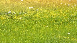 Wiese von Bo Valentino