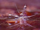 Soft Surprise (Paardenbloempluis met druppels) van Caroline Lichthart thumbnail
