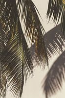 Palm leaf tropical island with matt effect