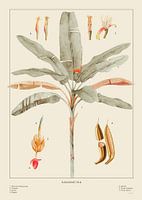 Banana Poster Bege