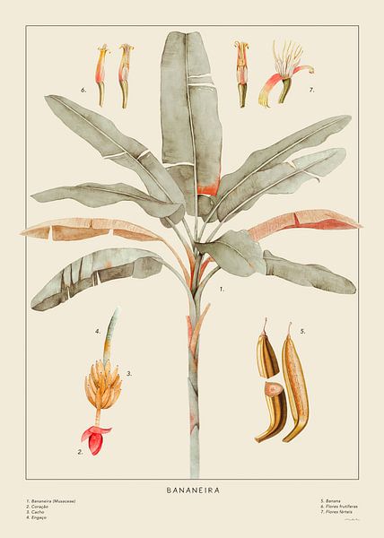 Banana Poster Bege by MAR Illustrations and Design