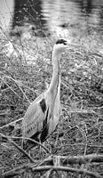 Heron