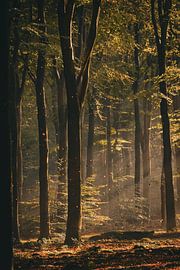 Herbst im Wald von Nienke Bot