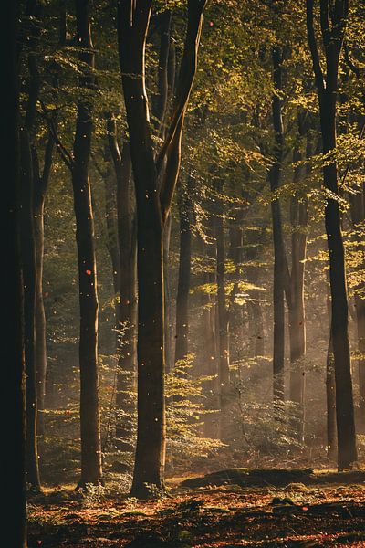 Herbst im Wald von Nienke Bot