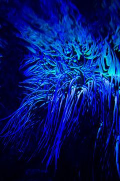 Blauw koraal van Studio Zwartlicht