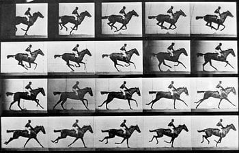 Pferd im Galopp mit Reiter