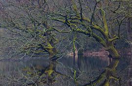 Dwingelderveld - Drenthe (Netherlands) by Marcel Kerdijk