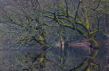 Dwingelderveld - Drenthe (Nederland) van Marcel Kerdijk