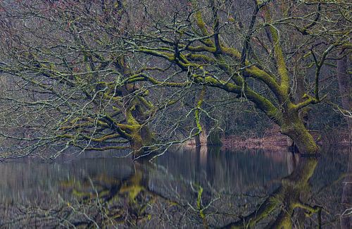 Dwingelderveld - Drenthe (Netherlands)