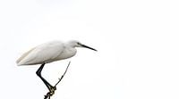 A Great White Egret ( Ardea Alba ) by Leny Silina Helmig thumbnail