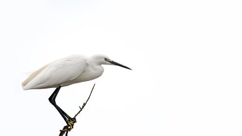 Une grande aigrette ( Ardea Alba )
