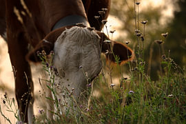 A cow grazing in an alpine meadow on a summer’s evening by Acharya Fotografie