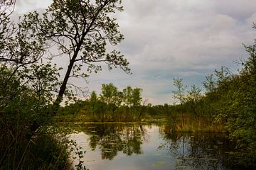 Ein kleiner See in De Wieden an einem Sommerabend