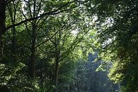 Foto van zonverlichte bomen en bladeren in het Haarlemmermeerse bos
