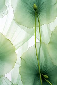 Danse des fleurs
