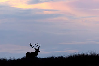 Sillhouette d'un cerf rouge à l'heure bleue sur un monticule