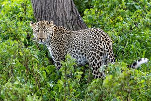 Leopard im Dschungel