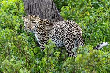 Leopard im Dschungel von Tilo Grellmann