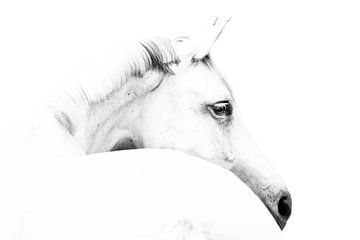 paard en minimalisme, Ulrike Leinemann van 1x