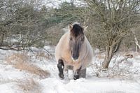 Konik im Wintermantel