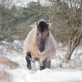 Konik in wintervacht van Leendert Noordzij Photography