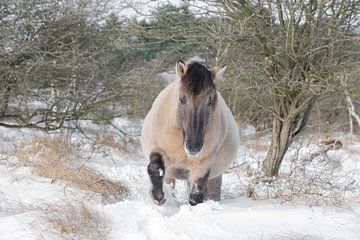 Konik in wintervacht van Leendert Noordzij Photography