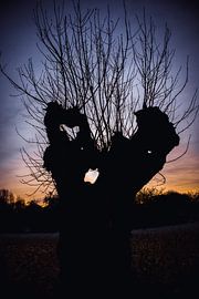 Old pollarded willow on the Lower Rhine by Derlach Photography