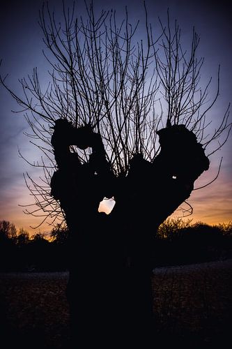 Vieux saule têtard dans le Bas-Rhin