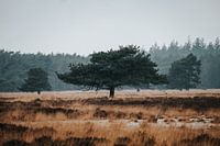 Les 'couches de bois' ;