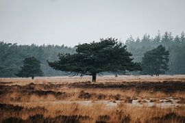 Die 'Schichten von Holz' von Dennis Venema