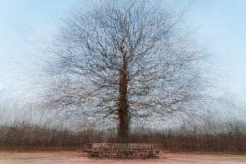 Eenzame Eik in Amerongen