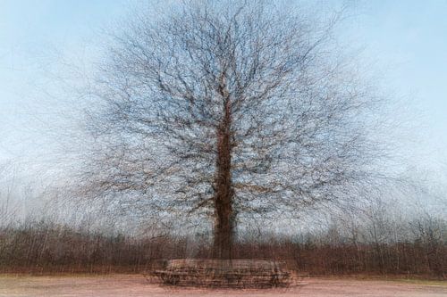 Einsame Eiche in Amerongen von Patty Elferink