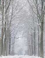 Winter in the Netherlands