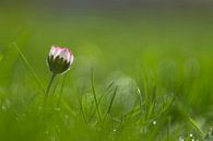 Gänseblümchen im Sonnenlicht im Gras von Birgitte Bergman Miniaturansicht