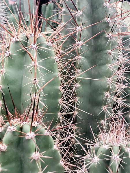 Cactus Family by Danielle Fassbender