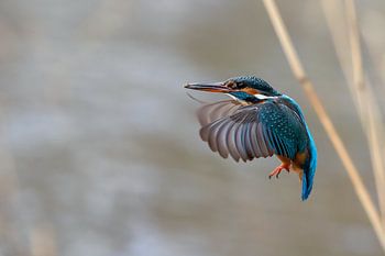 kingfisher in flight