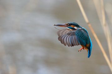 ijsvogel in vlucht van Willem Hoogsteen