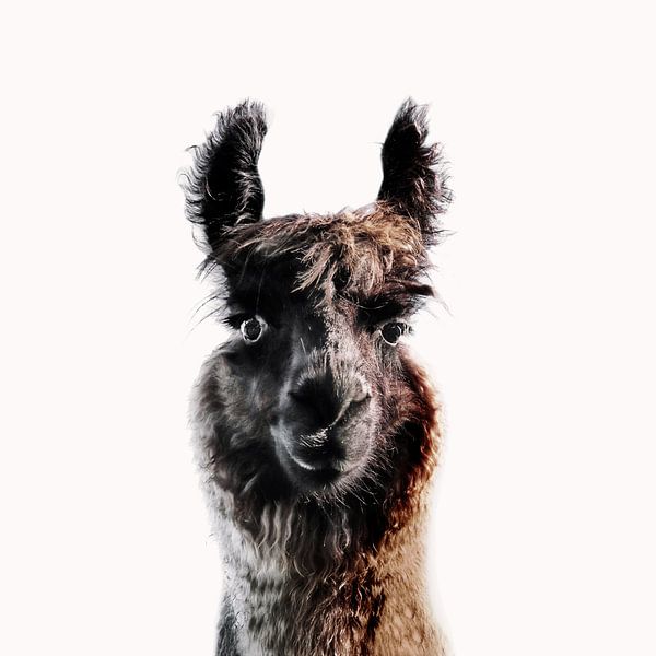 Lama George by Monika Strigel