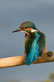 Martin-pêcheur (Alcedo atthis) dans la lumière, plumage coloré et brillant, vue passionnante, faune,