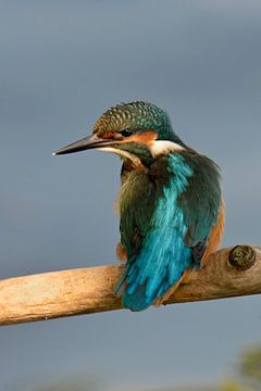 Common Kingfisher ( Alcedo atthis ) in spotlight, backside view, colourful plumage, wildlife, Europe by wunderbare Erde