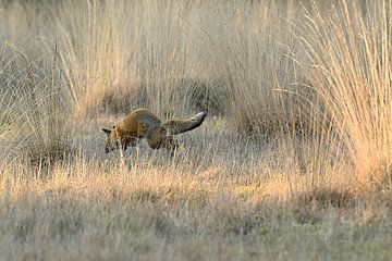 Looking for a tasty snack by Albert Rap