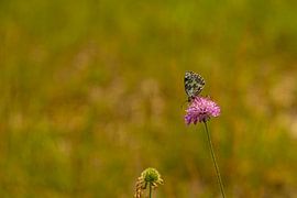 Schmetterling sitzt auf einer Blüte von Alexander Ließ