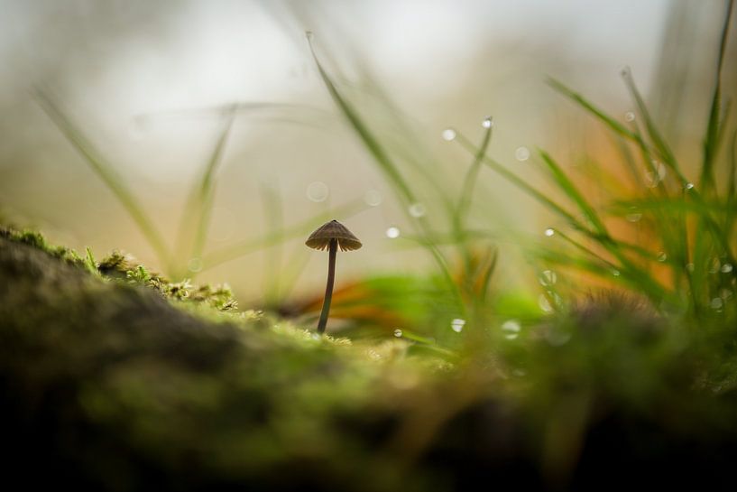 Mushroom 02 by Mattijs kuiper