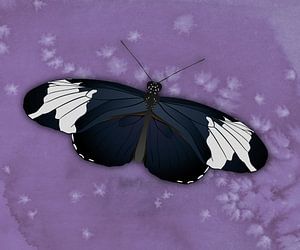 Le papillon sapho heliconius