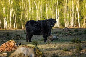 Schwarzer schottischer Highlander
