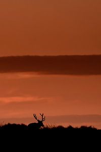 Stag in the sunset van Wildpix imagery