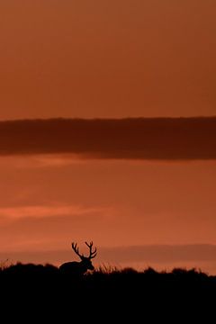 Stag in the sunset