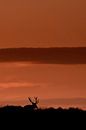 Stag in the sunset von Wildpix imagery Miniaturansicht