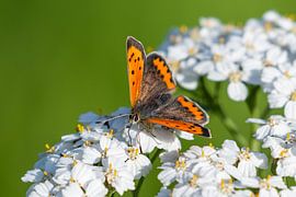 Kleiner Schmetterling