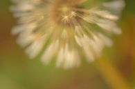 Detail Dandelion by Moetwil en van Dijk - Fotografie thumbnail